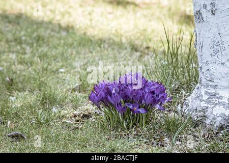 Nahaufnahme eines Bündels violetter Krokusse Wächst auf dem grünen Gras Stockfoto