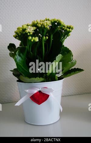Vertikale Nahaufnahme von schönen Tal Lilien in einem weißen Topf Stockfoto