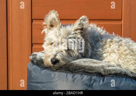 West Highland White Terrier Sonnenbaden im Frühling Sonnenschein während des Lockdowns Stockfoto