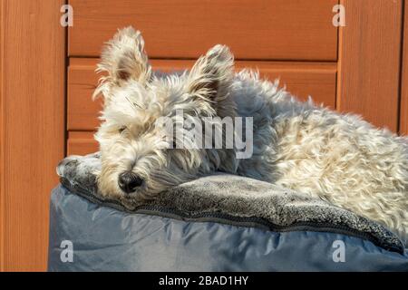 West Highland White Terrier Sonnenbaden im Frühling Sonnenschein während des Lockdowns Stockfoto