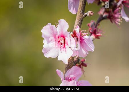 Kawazu oder Kawazuzakura Kirschblüte die Kirschblüte blüht Ende März in Nara, Japan, und bedeutet den Beginn des Frühlings Stockfoto