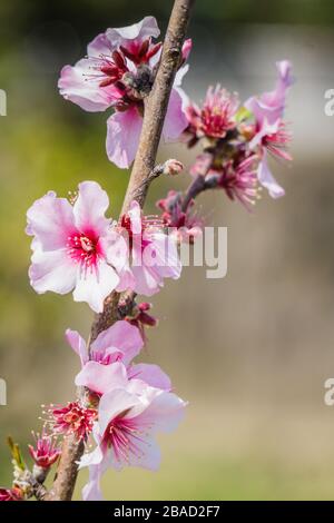 Kawazu oder Kawazuzakura Kirschblüte die Kirschblüte blüht Ende März in Nara, Japan, und bedeutet den Beginn des Frühlings Stockfoto