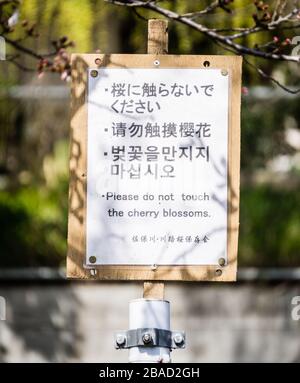 Ein Schild, das die Menschen daran erinnert, die Kirschblüte in Nara, Japan, nicht zu berühren, um sich auf die Hanami-Sakura-Zuschauerpartys vorzubereiten Stockfoto