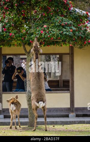 Japanischer Sika-Hirsch (Cervus nippon), der im Nara Park, Japan, bis zu hohen Ästen für Nahrung reicht. Stockfoto