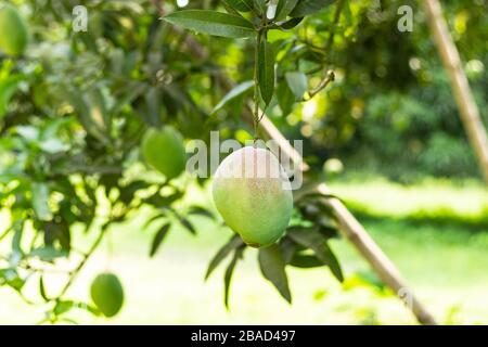 Grüner Mango in einem Mango-Garten in rajshahi, Chapainwabganj, bangladesch Stockfoto