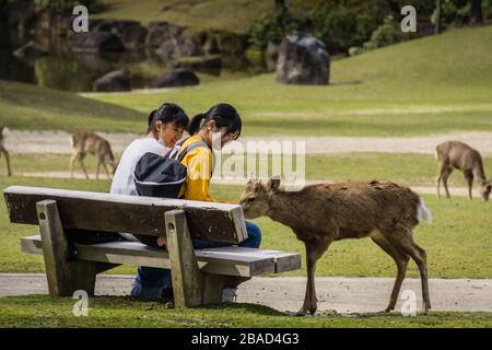 Zwei Mädchen sitzen auf einer Bank und füttern einen japanischen sika-Hirsch (Cervus nippon) im Nara Park, Japan Stockfoto