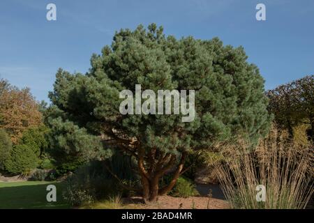Grünes Laub eines Evergreen Conifer Dwarf Scots Pine Tree (Pinus Sylvestris 'Chantry Blue) in einem Country Cottage Garden im ländlichen Devon, England, Großbritannien Stockfoto