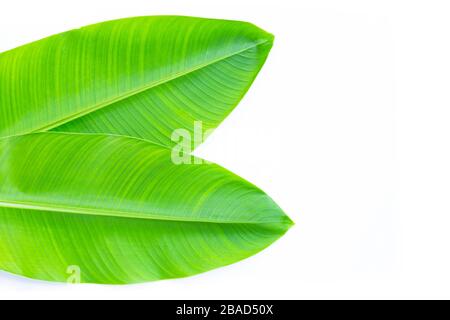 Heliconia hinterlässt weißen Hintergrund. Kopierbereich Stockfoto