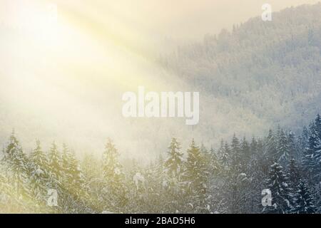 Berg-Nadelwald im Winter, von Schnee bedeckt und von den Strahlen der Abendsonne angezündet Stockfoto