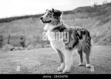 Bluemerle australischer Hirtenhund steht auf einem felsigen Grund schwarz-weiß Stockfoto