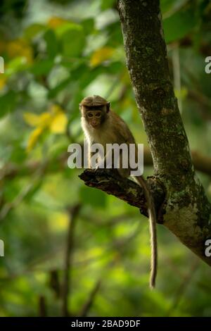 Affe sitzt auf Baum im Park und Augenkontakt Stockfoto