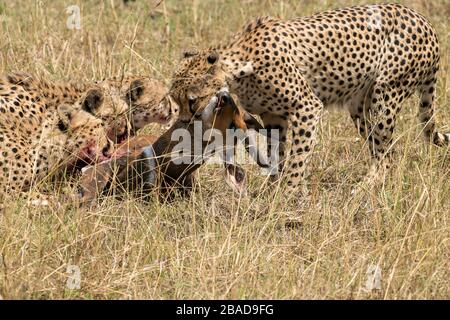 Das Bild von Cheetah (Acinonyx jubatus), der Impala in Savanne, Kenia, im Masai Mara National Park tötet Stockfoto