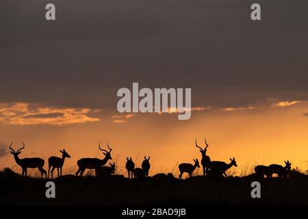 Das Bild von Impala (Aepyceros melampus) Silhoutte bei Sonnenuntergang im Masai Mara National Reserve, Kenia. Stockfoto