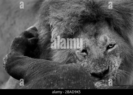 Der afrikanische Löwe, der sich von Wasserbüffeln ernährt, tötet in Masai Mara, Kenia Stockfoto