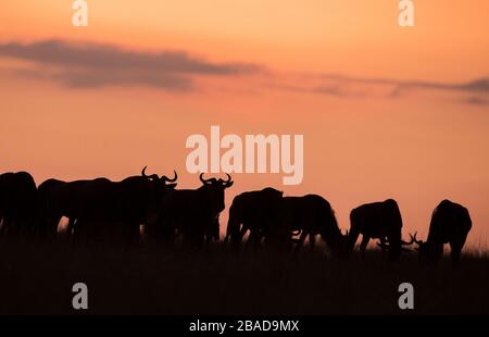 Das Bild von Blue Wildebbest Silhoutte bei Sonnenuntergang in Masai Mara National Reserve, Kenia. Stockfoto