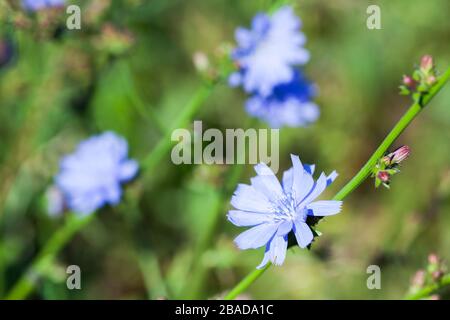 Blaue Zichorienblumen am sonnigen Tag. Nahaufnahme mit selektivem Fokus. Gemeinsames Chicorée, Cichorium intybus Stockfoto