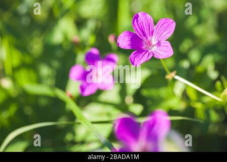 Wilde lila Blumen wachsen im europäischen Wald an sonnigen Tagen, Makrofoto mit selektivem Fokus. Geranium sylvatikum Stockfoto