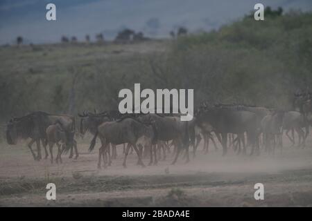 Wildeste Magration in Maska Mara, Kenia Stockfoto