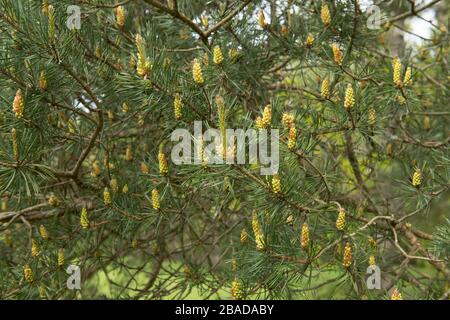 Frisches Wachstum des neuen Frühlings und Kegel an einem schottischen Kiefernbaum (Pinus sylvestris) in einem Park im ländlichen Devon, England, Großbritannien Stockfoto