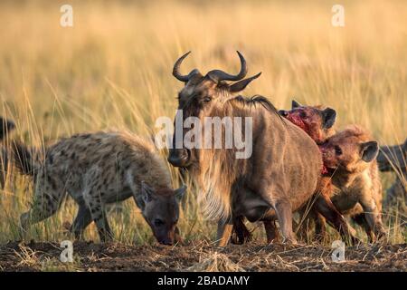 Das Bild der gepunkteten Hyäne (Crocuta Crocuta), die sich von lebenden Wildebesten im Masai Mara National Reserve Kenia ernähren. Stockfoto