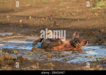 Das Bild der gefleckten Hyäne (Crocuta Crocuta), die im Masai Mara National Reserve Kenya ruht. Stockfoto