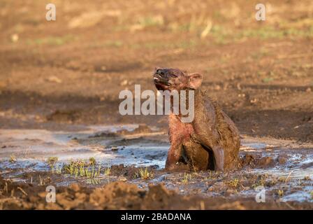 Das Bild der gefleckten Hyäne (Crocuta Crocuta), die im Masai Mara National Reserve Kenya ruht. Stockfoto