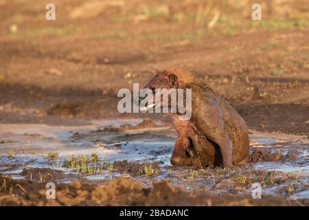 Das Bild der gefleckten Hyäne (Crocuta Crocuta), die im Masai Mara National Reserve Kenya ruht. Stockfoto