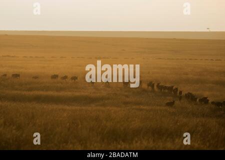 Das Bild der Blue Wildebeest (Connochaetes taurinus) Herde im Masai Mara Nationalpark, Kenia Stockfoto