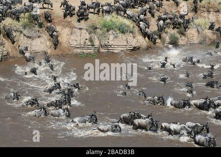 Das Bild von Blue Wildebeest Crossing Mara River in Masai Mara National Reserve, Kenia. Stockfoto