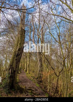 Winterlandschaft, Woodland, auf dem Ridgeway Ancient Trail, Nuffield, Oxfordshire, England, Großbritannien. Stockfoto