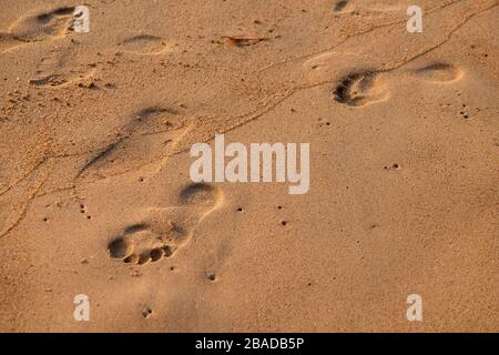 Fußabdrücke in der Sandbahn, Candolim Beach, North Goa, Indien Stockfoto