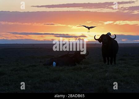 Das Bild von African Buffalo (Syncerus Caffer) im Amboseli-Nationalpark, Kenia Stockfoto