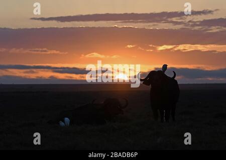 Das Bild von African Buffalo (Syncerus Caffer) im Amboseli-Nationalpark, Kenia Stockfoto