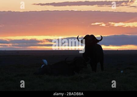 Das Bild des afrikanischen Buffalo (Syncerus caffer) Silhoutte im Amboseli-Nationalpark, Kenia Stockfoto