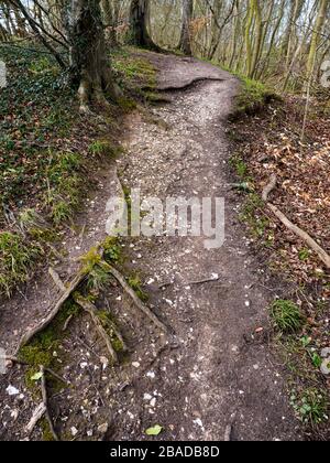 Winterlandschaft, Woodland, auf dem Ridgeway Ancient Trail, Nuffield, Oxfordshire, England, Großbritannien. Stockfoto