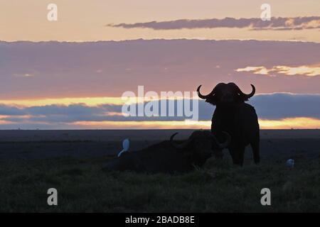 Das Bild des afrikanischen Buffalo (Syncerus caffer) Silhoutte im Amboseli-Nationalpark, Kenia Stockfoto