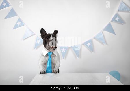 Porträt der eleganten französischen Bulldogge mit Hemdkragen und Krawatte mit blauen Partyfahnen im Hintergrund auf weißem Hintergrund. Happy Birthday Party Konz Stockfoto