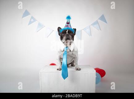 Lustige französische Bulldogge mit Hemdkragen und blauer Krawatte mit Partypfennigen und bunten Ballons auf weißem Hintergrund. Alles gute zum Geburtstag. Stockfoto