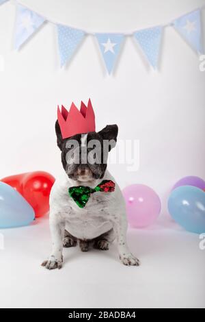 Französischer Bulldogghund mit Fliege und roter Krone mit Partypfennigen und bunten Luftballons auf weißem Hintergrund. Vertikales Bild. Alles gute zum Geburtstag PA Stockfoto