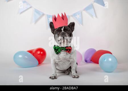 Schmückender französischer Bulldogge mit Fliege und roter Krone mit Party-Wimpel und bunten Ballons auf weißem Hintergrund Happy Birthday Party Konz Stockfoto