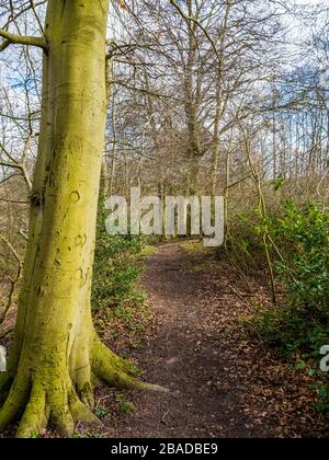 Winterlandschaft, Woodland, auf dem Ridgeway Ancient Trail, Nuffield, Oxfordshire, England, Großbritannien. Stockfoto