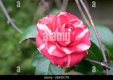 Wunderschönes Bild der zweiblütigen roten Camellia japonica mit weißen Streifen Stockfoto