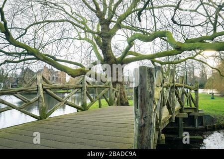 Blick auf die Holzbrücke und den alten Flugzeugbaum in einem Park in Gouda, Holland Stockfoto