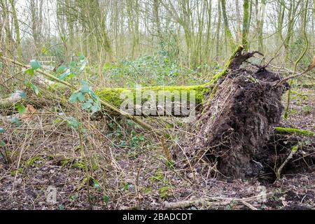 Entwurzelter Baum in einem Wald, der vor einer Woche durch einen Wintersturm verursacht wurde Stockfoto