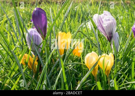 Nahaufnahme der Krokusblüten in gelben und violetten Farben Stockfoto