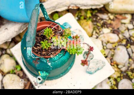 Ideen für wiederverwendete Pflanzmaschinen. Gebrauchte Wasserkocher, alte Teekannen verwandeln sich in Gartenblütentöpfe. Design mit recycelten Gartenbeplanern. Stockfoto