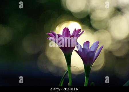 Ein Paar schöne violette oder pinkfarbene indische Regenlilie 12 Kronblätter mit natürlichen Sonnenlichträumen. Botanischer Name Zephyranthes rosea. Stockfoto