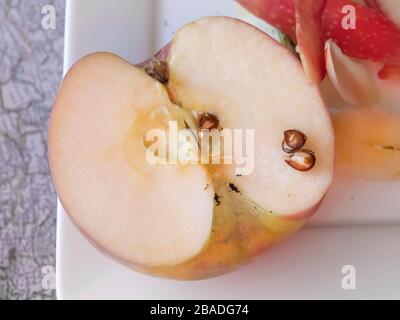 Halber apfelteil mit apfelscheiben auf einer weißen Untertasse mit apfelschale, blätternd organisch-roter Pink Lady apple, auf einem Tisch Stockfoto