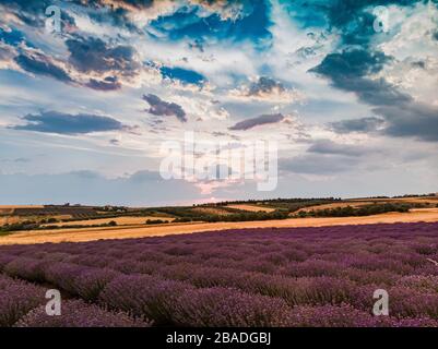 Lavendelfeld in Saloniki Stockfoto