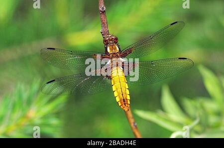 Libellula depressa (breitbunter Chaser oder breitbunter Darter) eine gewöhnliche Libelle Stockfoto